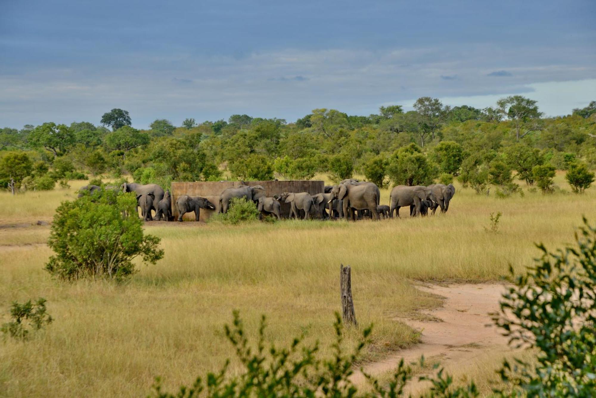 Rhino Walking Safaris Skukuza Exterior foto