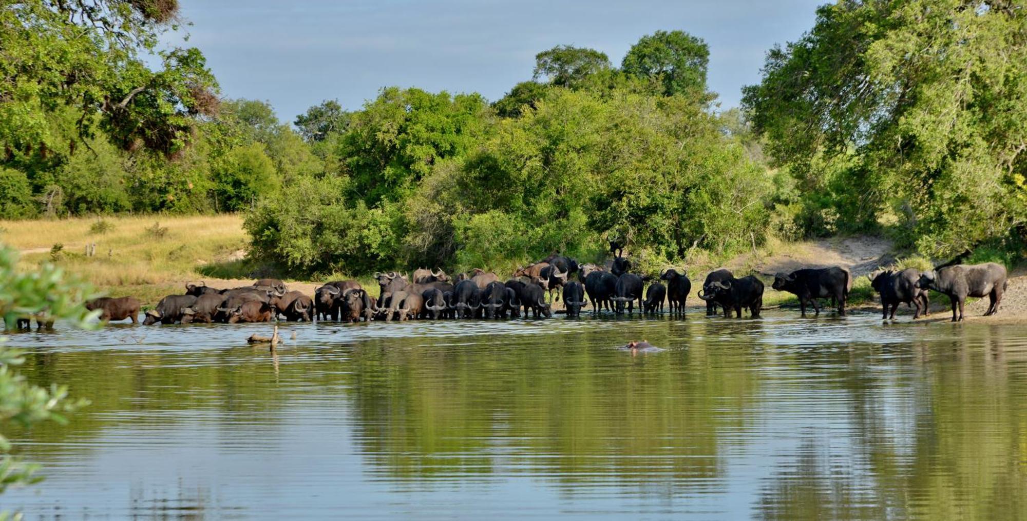 Rhino Walking Safaris Skukuza Exterior foto