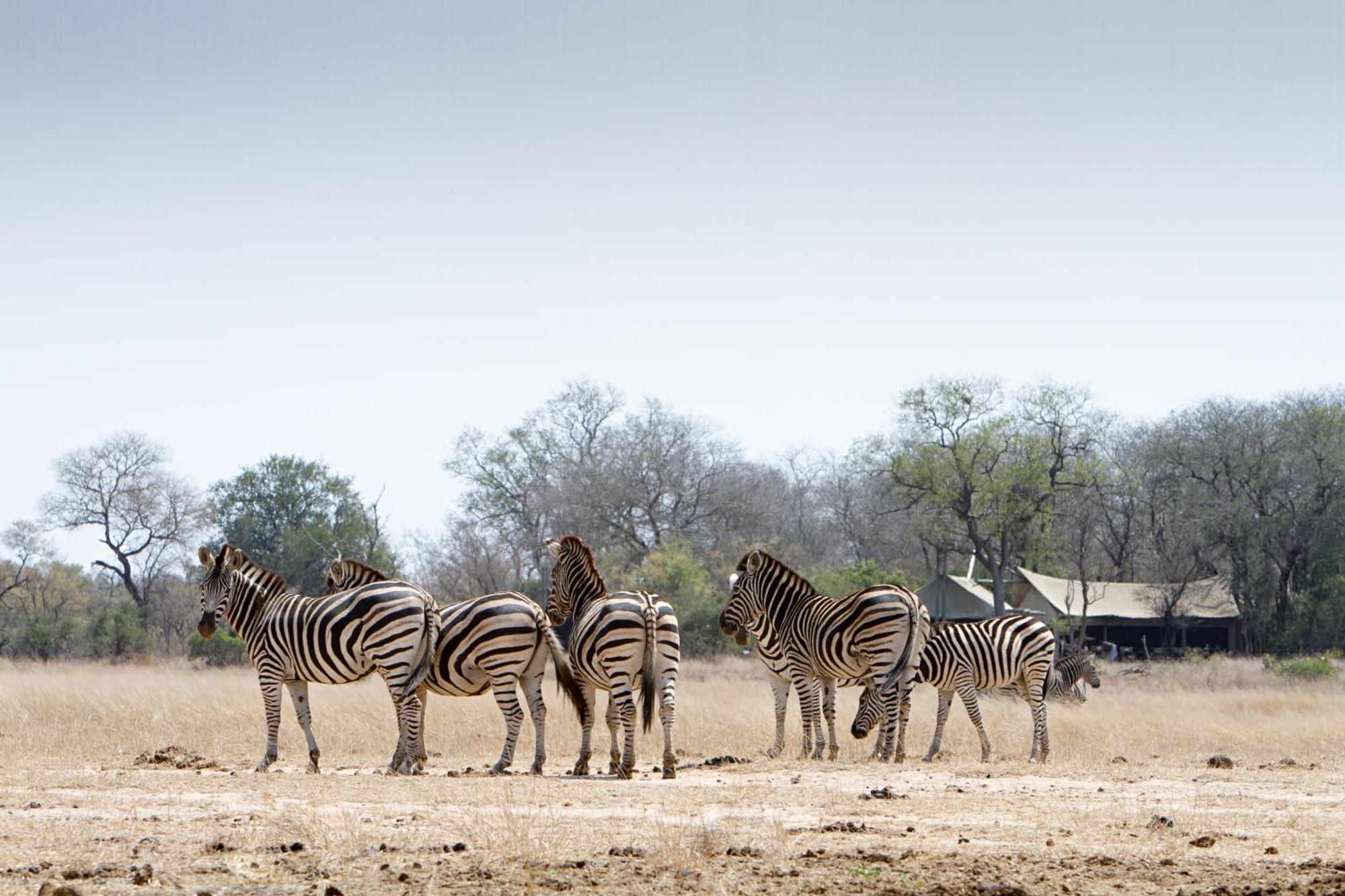 Rhino Walking Safaris Skukuza Exterior foto