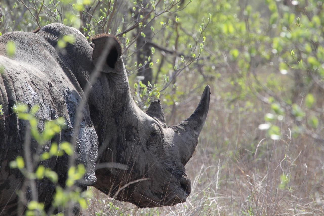 Rhino Walking Safaris Skukuza Exterior foto